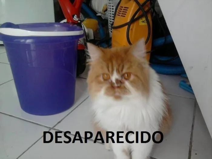 Gato ra a Persa idade 2 anos nome Garfield GRATIFICA