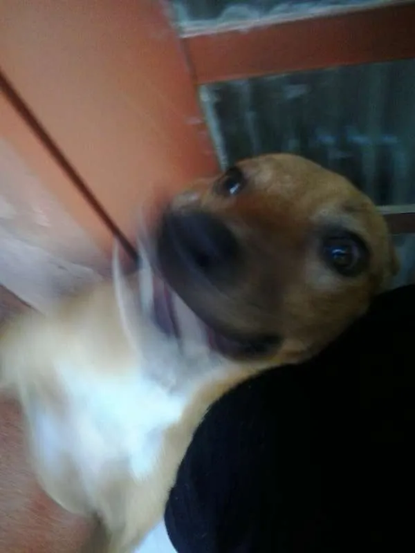 Cachorro ra a SRD idade 2 anos nome Fredinho