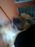 Fredinho