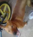 Fredinho