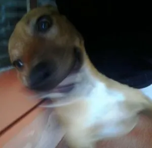 Cachorro raça SRD idade 2 anos nome Fredinho