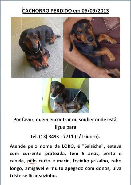 Cachorro ra a Dachshund Salsicha idade 5 anos nome Lobo GRATIFICA