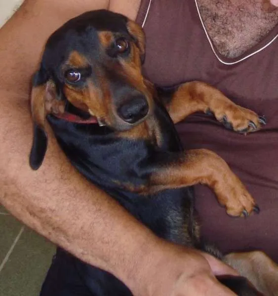 Cachorro ra a Dachshund Salsicha idade 5 anos nome Lobo GRATIFICA