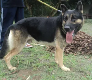 Cachorro raça Pastor Alemão idade 5 anos nome Sparrow