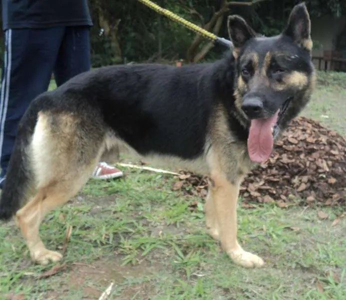 Cachorro ra a Pastor Alemão idade 5 anos nome Sparrow