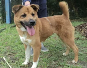 Cachorro raça mix akita idade 2 anos nome Mayumi