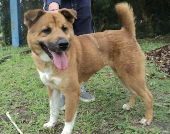 Cachorro ra a mix akita idade 2 anos nome Mayumi