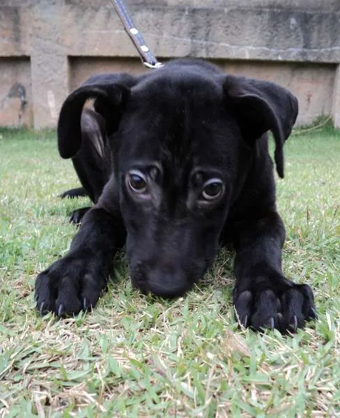 Cachorro ra a SRD idade 2 a 6 meses nome Cedro