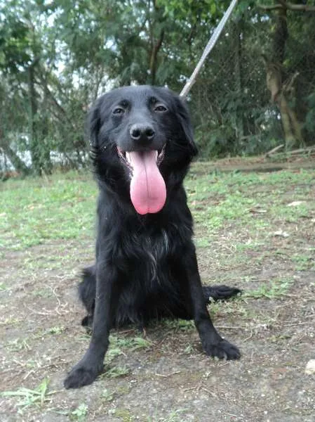 Cachorro ra a SRD idade 1 ano nome Saturnino