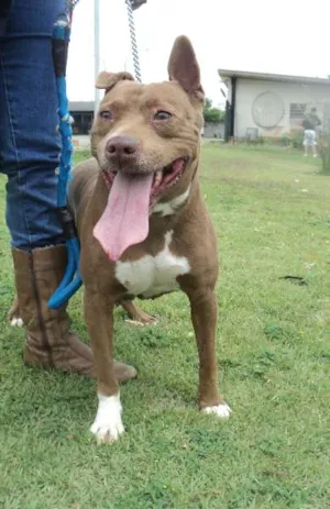 Cachorro raça Pit-Bull idade 3 anos nome Coffee