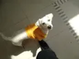 Toy