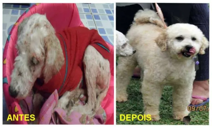 Cachorro ra a Poodle idade 2 anos nome Toy