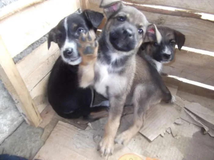 Cachorro ra a SRD idade Abaixo de 2 meses nome Lindas