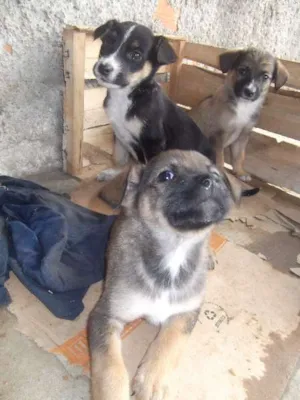 Cachorro raça SRD idade Abaixo de 2 meses nome Lindas