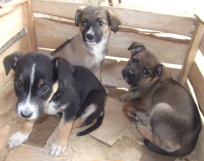 Cachorro ra a SRD idade Abaixo de 2 meses nome Lindas