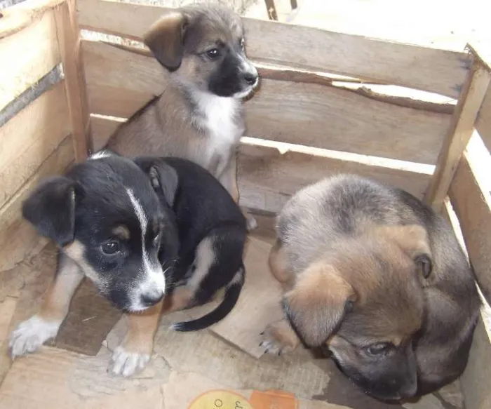 Cachorro ra a SRD idade Abaixo de 2 meses nome Lindas