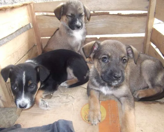 Cachorro ra a SRD idade Abaixo de 2 meses nome Lindas