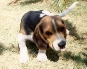 Cachorro raça Beagle idade 6 ou mais anos nome Scooby