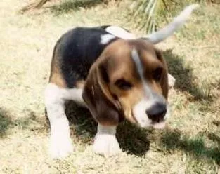 Cachorro ra a Beagle idade 6 ou mais anos nome Scooby