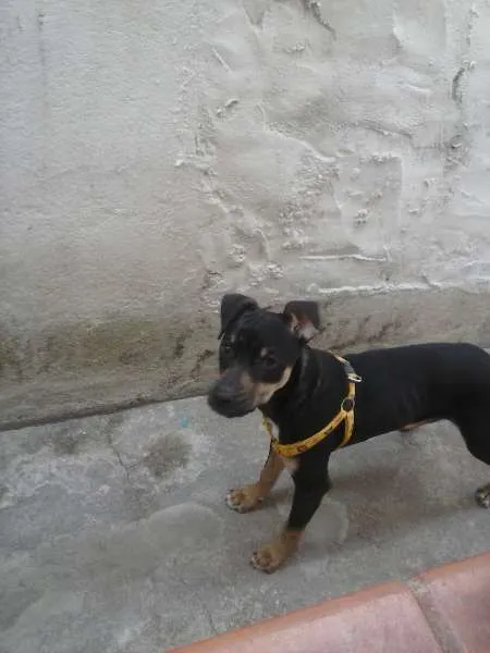 Cachorro ra a não definida idade 2 a 6 meses nome valente