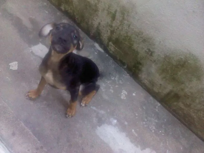 Cachorro ra a não definida idade 2 a 6 meses nome valente