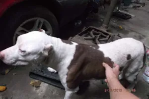 Cachorro raça Pit-Bull idade 3 anos nome Mocinha