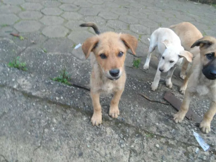 Cachorro ra a SRD idade 2 a 6 meses nome indefinido