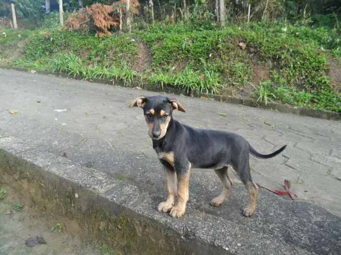 Cachorro ra a SRD idade 2 a 6 meses nome indefinido