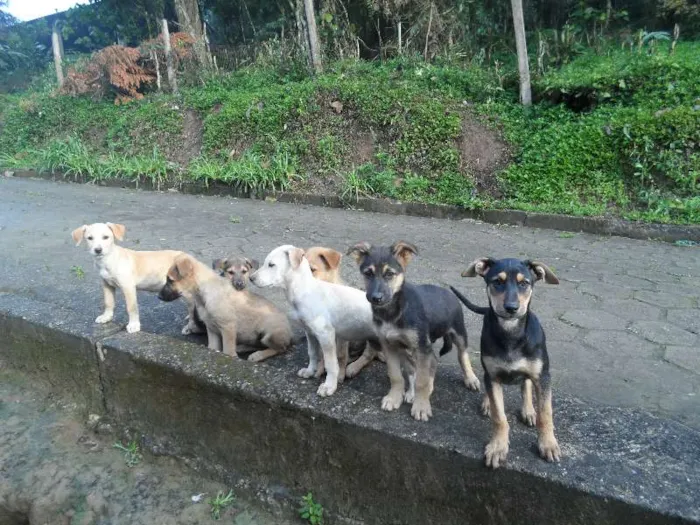 Cachorro ra a SRD idade 2 a 6 meses nome indefinido