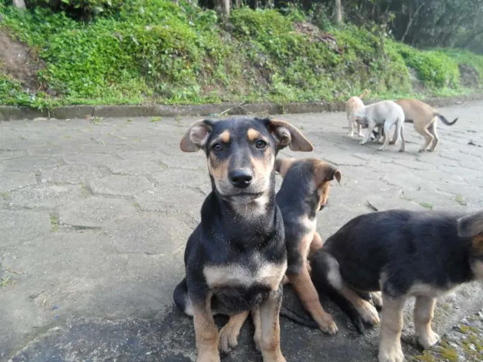 Cachorro ra a SRD idade 2 a 6 meses nome indefinido