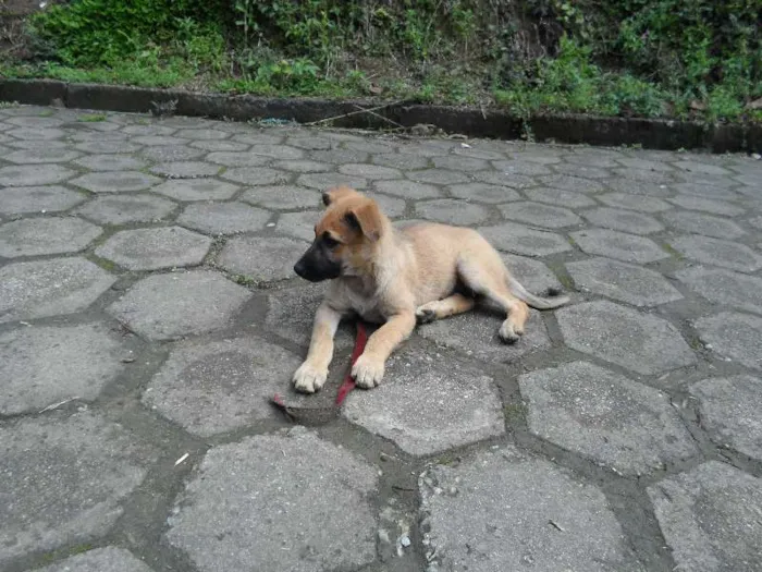 Cachorro ra a SRD idade 2 a 6 meses nome indefinido
