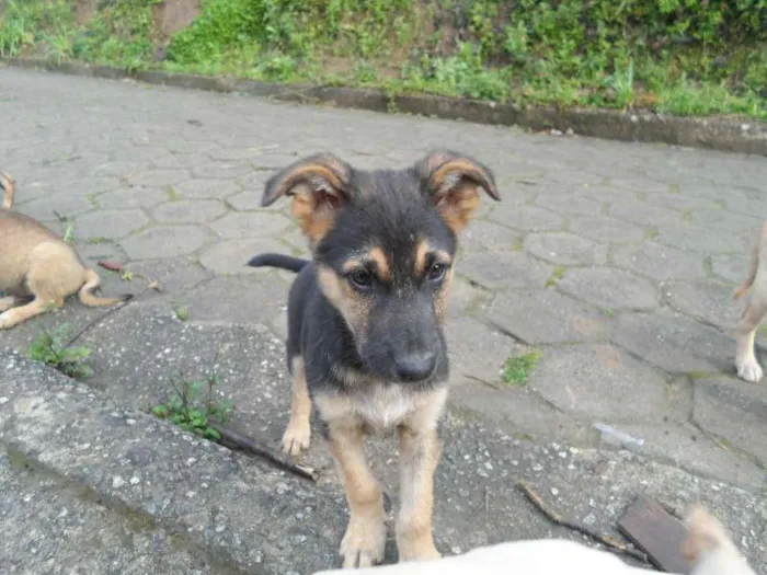 Cachorro ra a SRD idade 2 a 6 meses nome indefinido