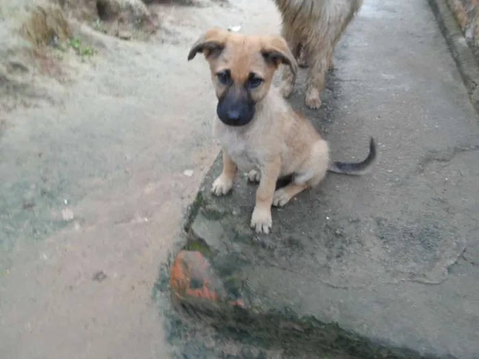Cachorro ra a SRD idade 2 a 6 meses nome indefinido