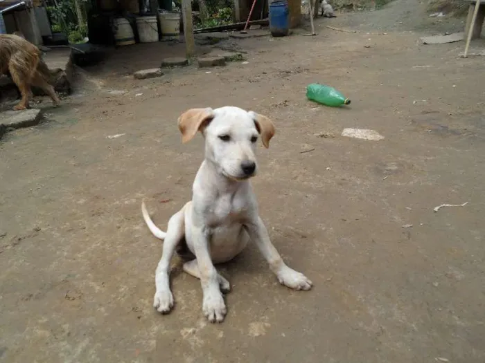 Cachorro ra a SRD idade 2 a 6 meses nome indefinido