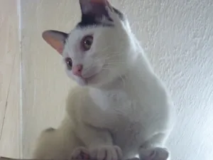 Gato raça SRD idade 2 a 6 meses nome PETER NARIZINHO