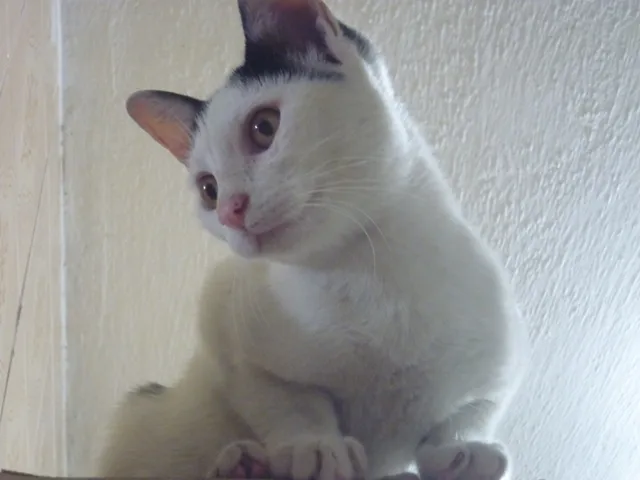 Gato ra a SRD idade 2 a 6 meses nome PETER NARIZINHO