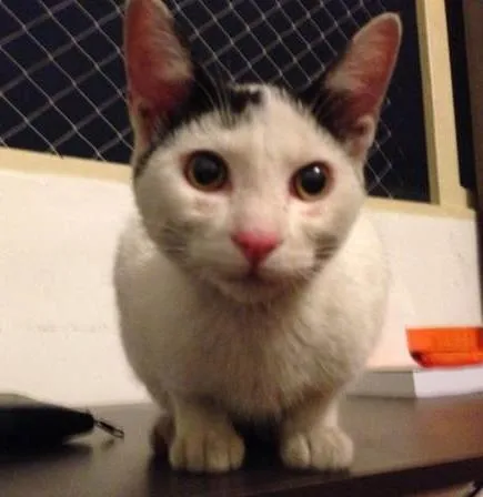Gato ra a SRD idade 2 a 6 meses nome PETER NARIZINHO