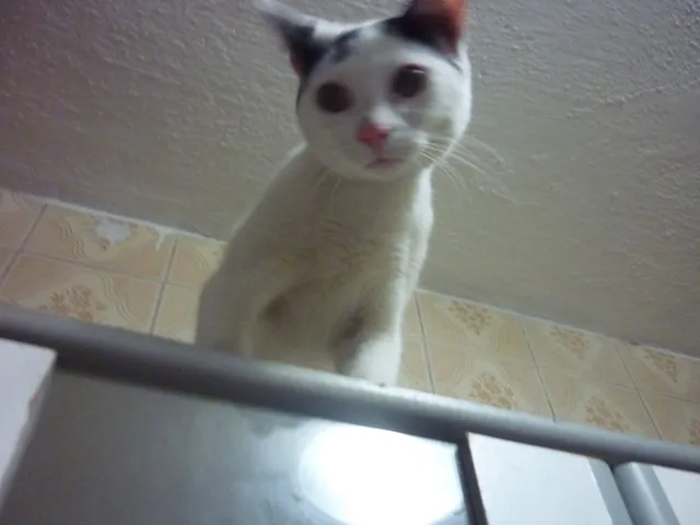 Gato ra a SRD idade 2 a 6 meses nome PETER NARIZINHO