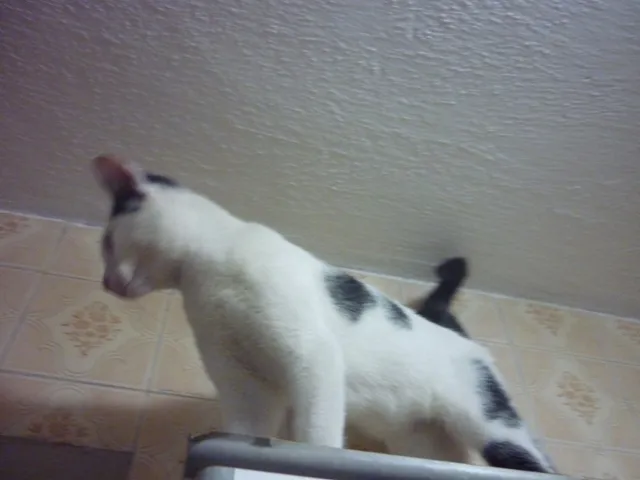 Gato ra a SRD idade 2 a 6 meses nome PETER NARIZINHO