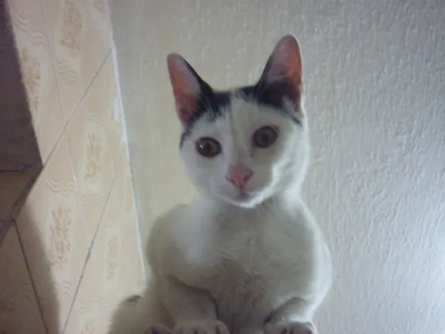 Gato ra a SRD idade 2 a 6 meses nome PETER NARIZINHO