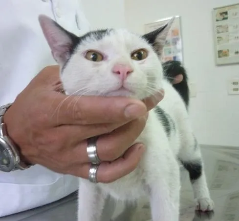 Gato ra a SRD idade 2 a 6 meses nome PETER NARIZINHO