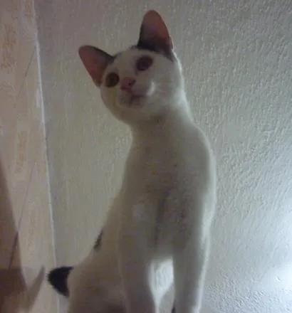 Gato ra a SRD idade 2 a 6 meses nome PETER NARIZINHO