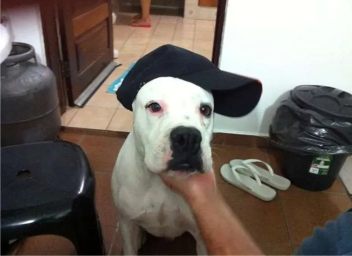 Cachorro ra a Boxer idade 4 anos nome Horus
