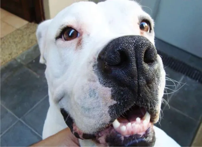 Cachorro ra a Boxer idade 4 anos nome Horus