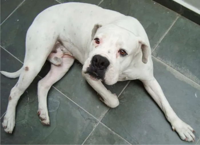 Cachorro ra a Boxer idade 4 anos nome Horus