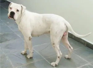 Cachorro raça Boxer idade 4 anos nome Horus