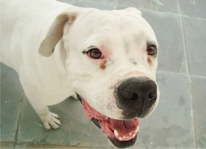 Cachorro ra a Boxer idade 4 anos nome Horus
