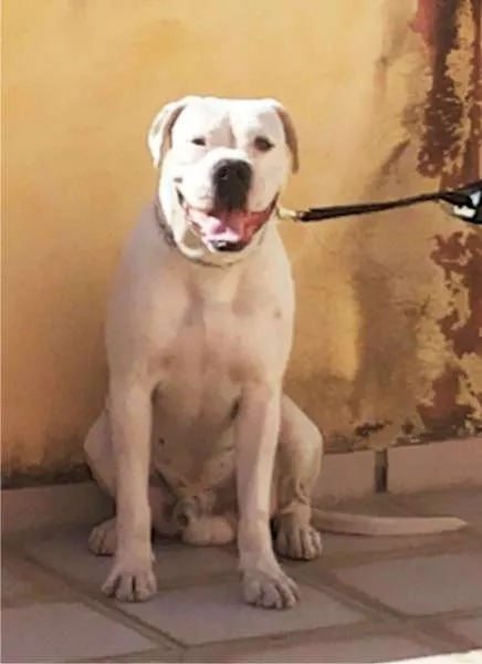 Cachorro ra a Boxer idade 4 anos nome Horus