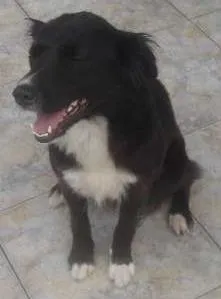 Cachorro ra a vira lata misturado idade 7 a 11 meses nome dimy