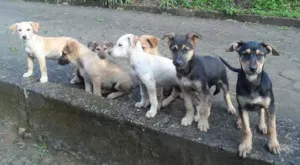 Cachorro raça SRD idade 2 a 6 meses nome indefinido